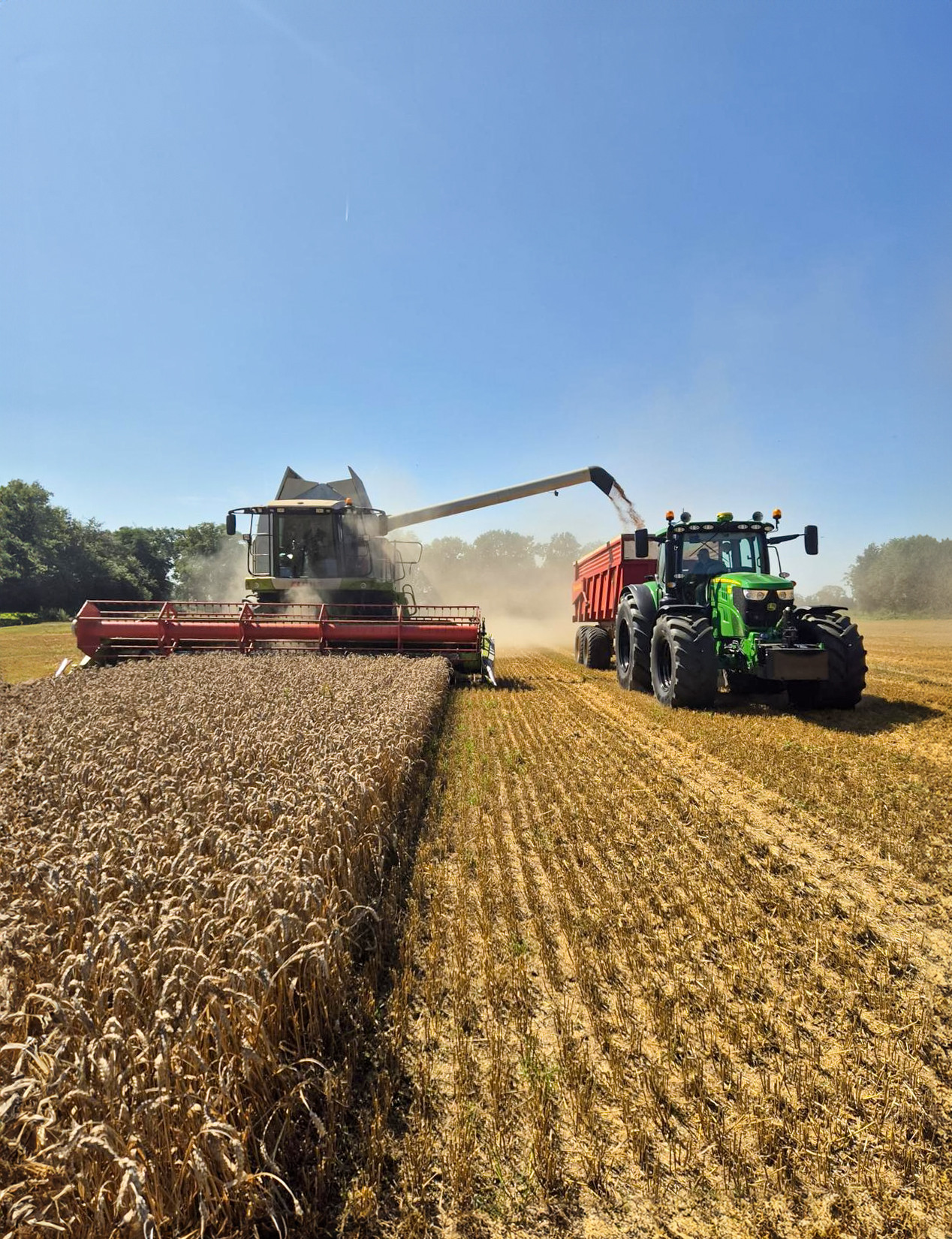 Tarwe dorsen Visch Agro - Circulaire akkerbouw.