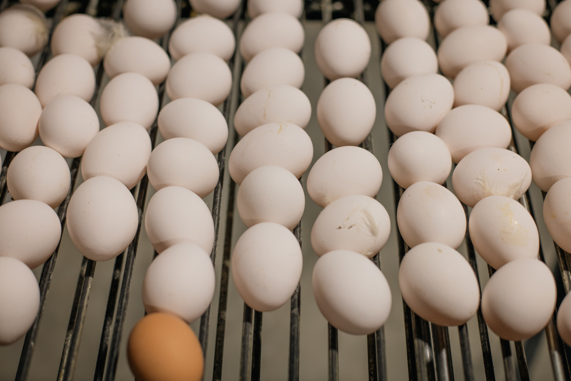 Duurzame productie van eieren bij Visch Agro